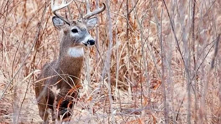 Deadline to sign up for Missouri Department of Conservation managed deer hunts quickly approachin...