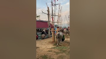 Văn hoá lễ bỏ mã của dân tộc Jrai Tây Nguyên