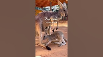 هذا خلق الله سورة لقمان الآية11 القارئ #اسلام صبحي  🎧🤍
