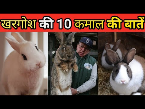 खरगोश की 10 कमाल की बातें | 10 interesting facts about rabbits | facts|  animal | wild gravity