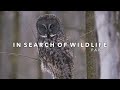 My most INTENSE OWLING with a HUNTING Great Gray Owl | Wildlife Photography Adventure | 7A20.2