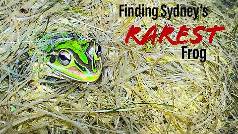 Finding Sydney’s Rarest Frog: The Green and Golden bell frog