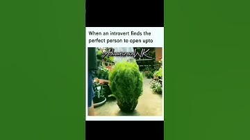 When Introvert Finds The Perfect Person To Open Upto❤ #shorts #ytshorts #youtubeshorts #youtube