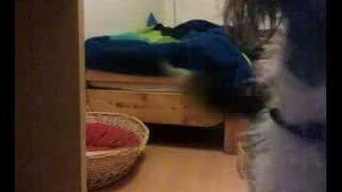 Clicker training: Shaping