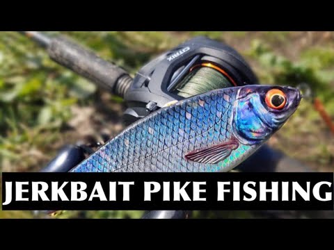 Pike fishing - Okuma Komodo SS 364 (BAITCASTER) 