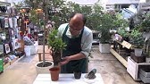 エンジェルレースアルテナンテラセッシリスアルバ の育て方 日常管理 Youtube エンジェルレースアルテナンテラセッシリスアルバ の育て方 日常管理 Youtube