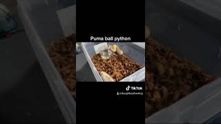Puma Ball Python (LIVE FEEDING)