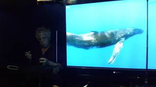 WHALEWIERD