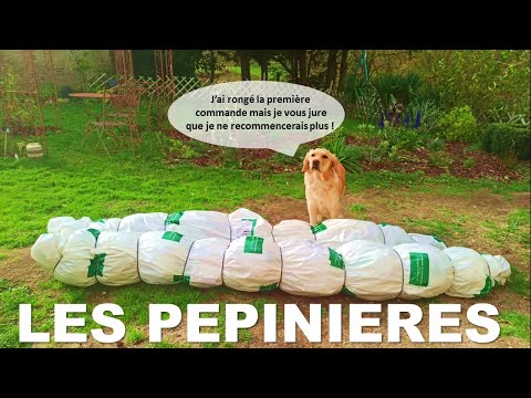 Vidéo: Sélection De Variétés, Reproduction Et Culture De Chèvrefeuille Comestible Dans Les Jardins Et Pépinières (partie 2)