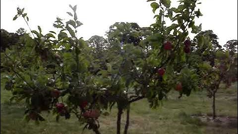 A quick run through my cider orchard