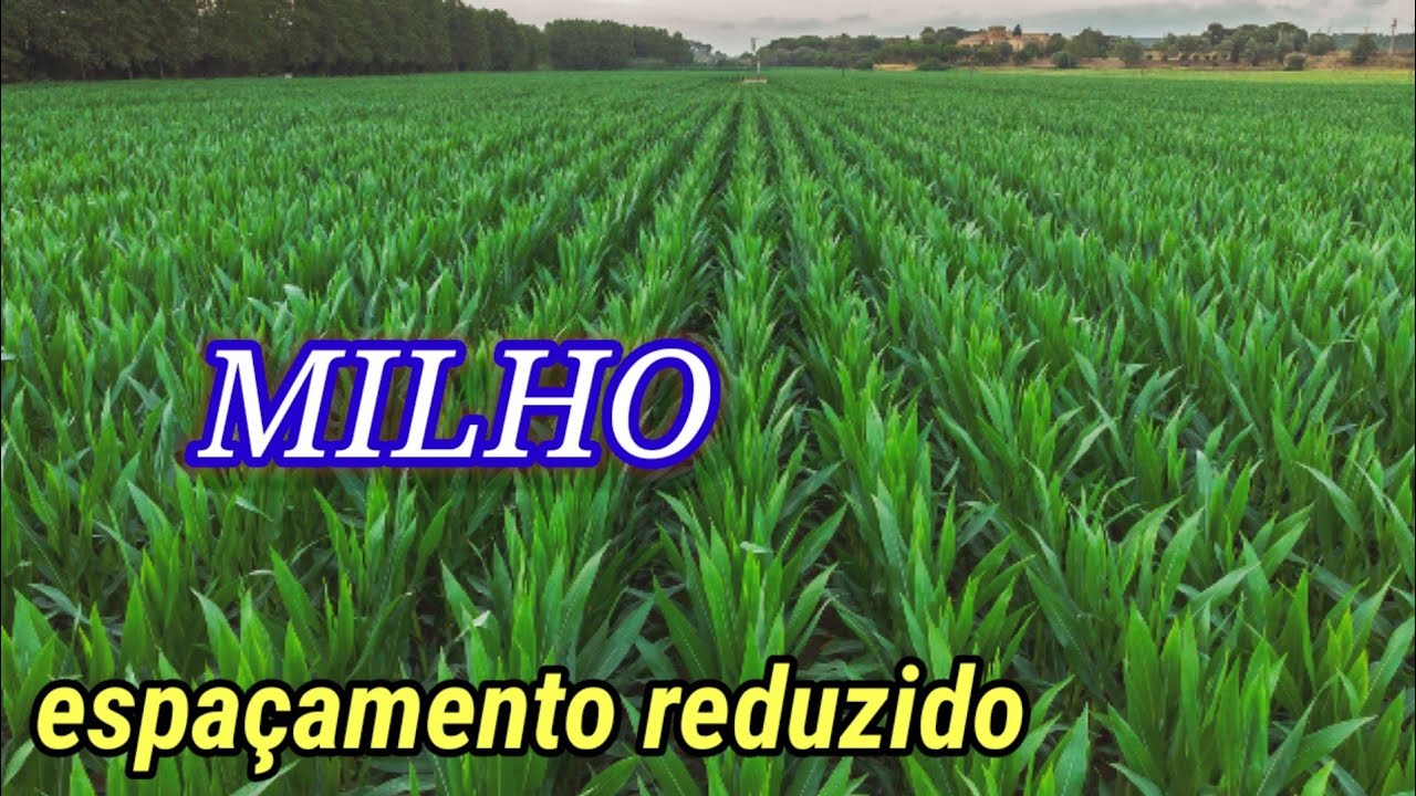 Espaçamento reduzido em milho
