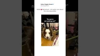 9GAG ❤️ Memeland not quite sure about the new dog walker 9GAG ❤️ Memeland not quite sure about the new dog walker