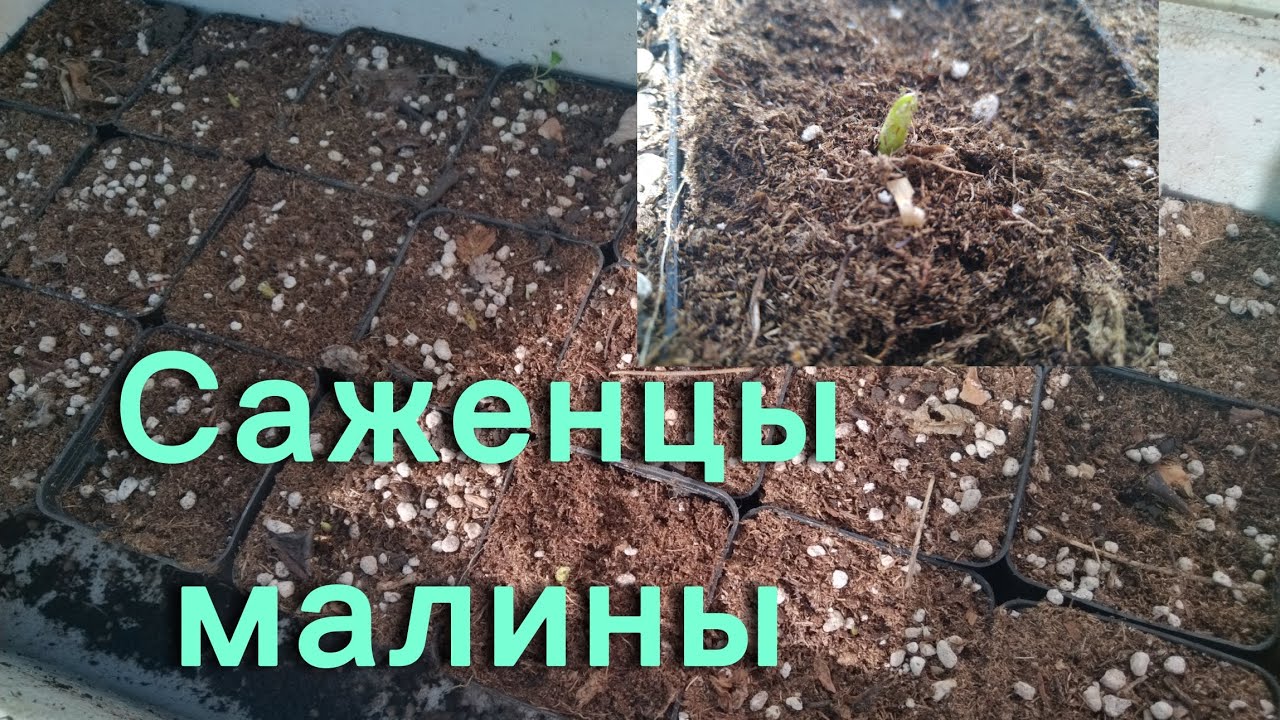 Зимовка саженцев малины
