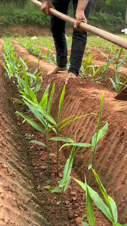 Unique Method of Growing Ginger