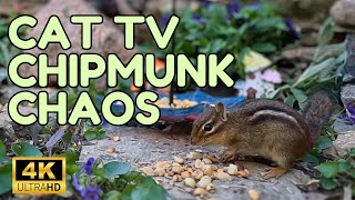 Chipmunk Chaos for Cats | Cats Love Watching Chipmunks | Spring Garden Chipmunks