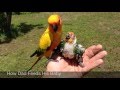 Baby Sun Conure Fun