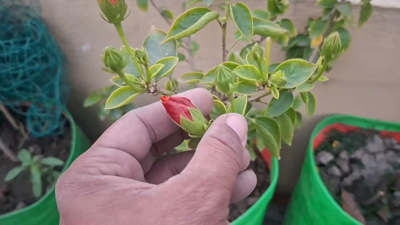 Multi-petal yellow hibiscus turns into five petal red hibiscus#gardening #hibiscus