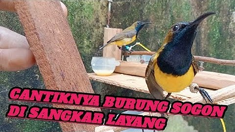 Process stages, sogon birds in a flying cage, antique bosskuu 😁