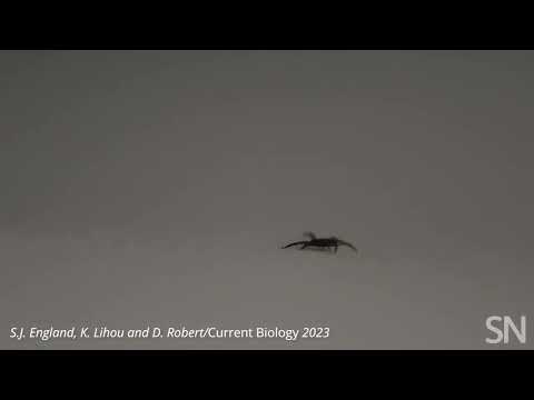 Watch a tick get lifted by static electricity | Science News