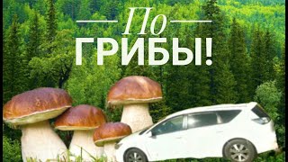 По грибы 🍄