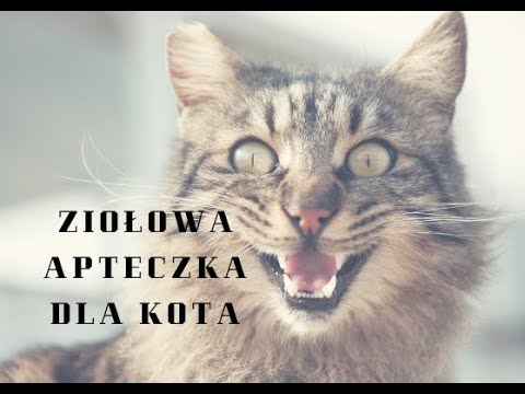 Wideo: Powiększone Dziąsła U Kotów