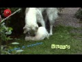 Kuvasz dog #02 - puppy love の動画、YouTube動画。