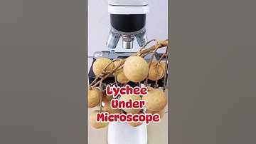 Lychee under microscope.#viralvideo #aunojibworld #short #microscopic #underthemicroscope #trending