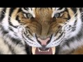 Whitney S.Why Siberian Tigers Are Almost Extinct