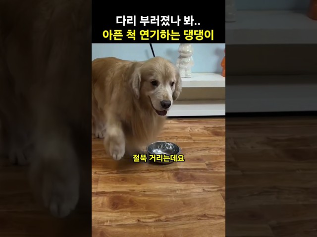 다리 절뚝거리며 아픈척하는 연기대상감 댕댕이