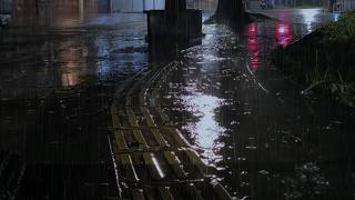 Relaxing Light Rain on Wet Streets - Soft White Noise for Focus, Study, and Peaceful Sleeping.