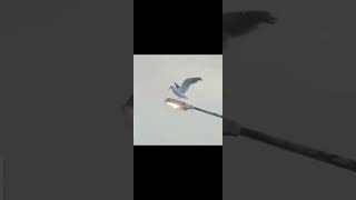 Evlerinin Önü Yonca