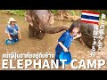 《タイ・チェンマイ》象との暮らしを体験VLOG🇹🇭🐘✨