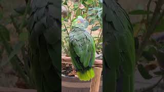 My Mealy Amazon parrot Baby  is enjoying the nature with me