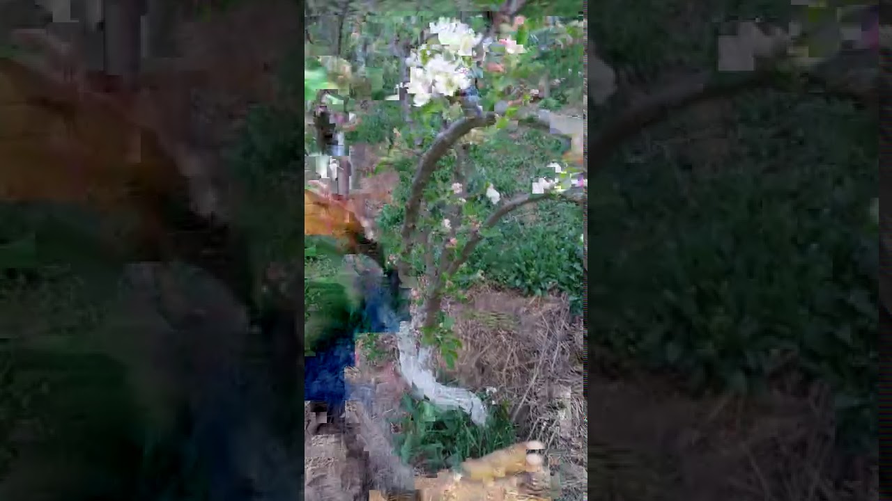 Different methods of polination......how to pollinate......