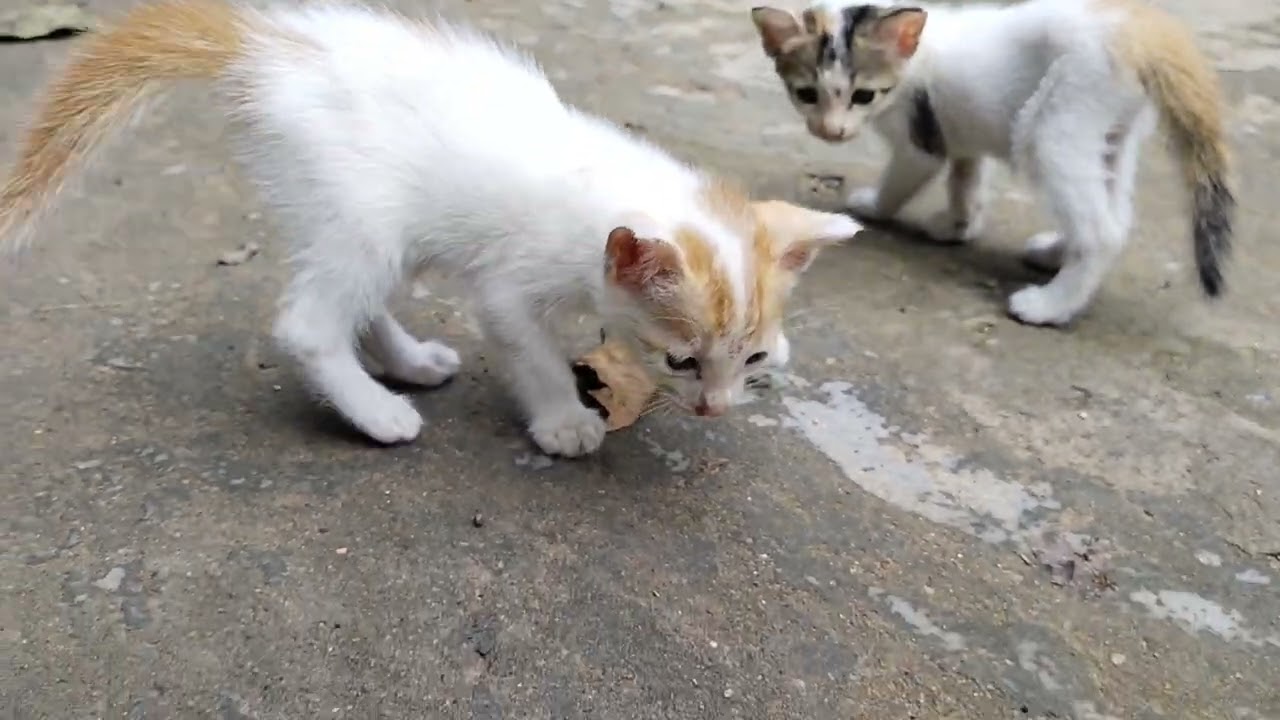 Red ANTS are Biting a cute Baby Cat!