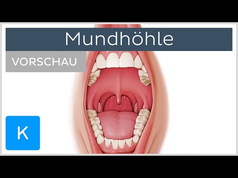 Video: Wie heißt der obere Teil des Mundes?