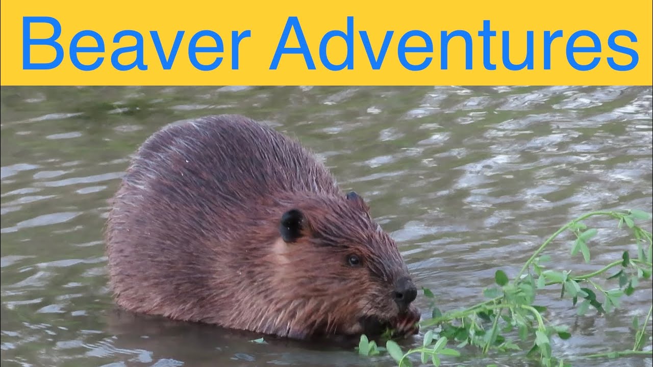 Watch these Awesome Video Clips of BEAVERS being BEAVERS YouTube