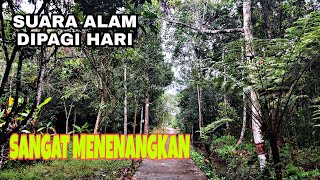 Suara alam di taman pagi hari