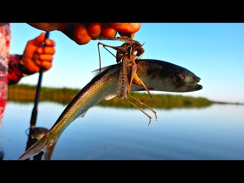 YOU HAVE TO VISIT THIS PLACE: WILD PLACES OF ASTRAKHAN, CATFISH FISHING