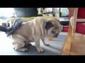 掃除機をかけて欲しいパグ！Pug like the vacuum cleaner