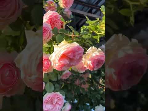 Роза- царица сада, не перестаю любоваться! 🌹🌹🌹 #роза #розарий #розацарицасада