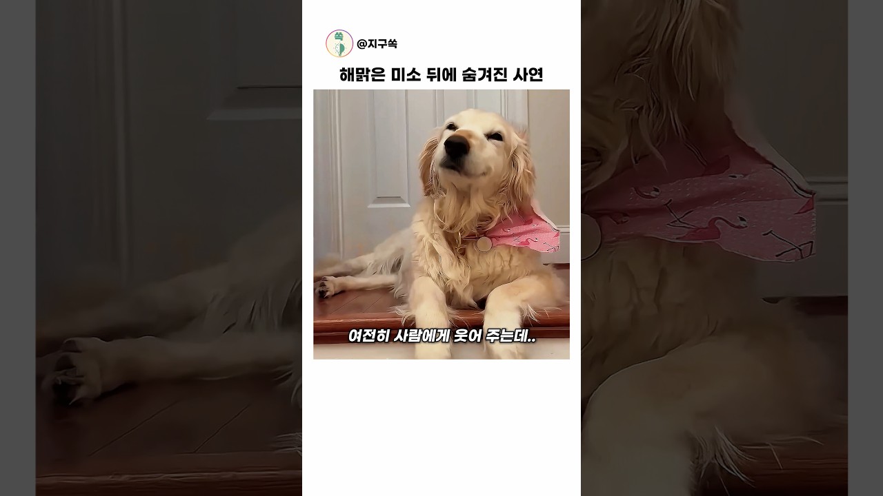 해맑은 미소 뒤에 숨겨진 아픔 #동물