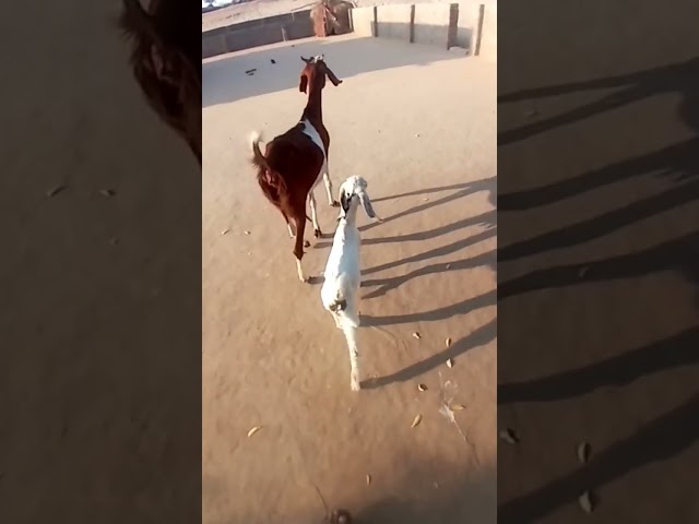 Goats #thar #animals class=