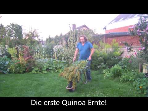 Video: Garten-Quinoa