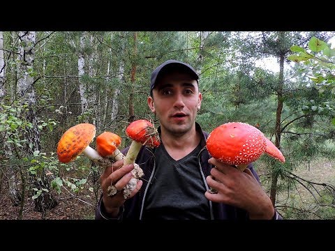 Вот это поход по грибы! Готовлю крылышки,запекаю картошку,гиганты белые