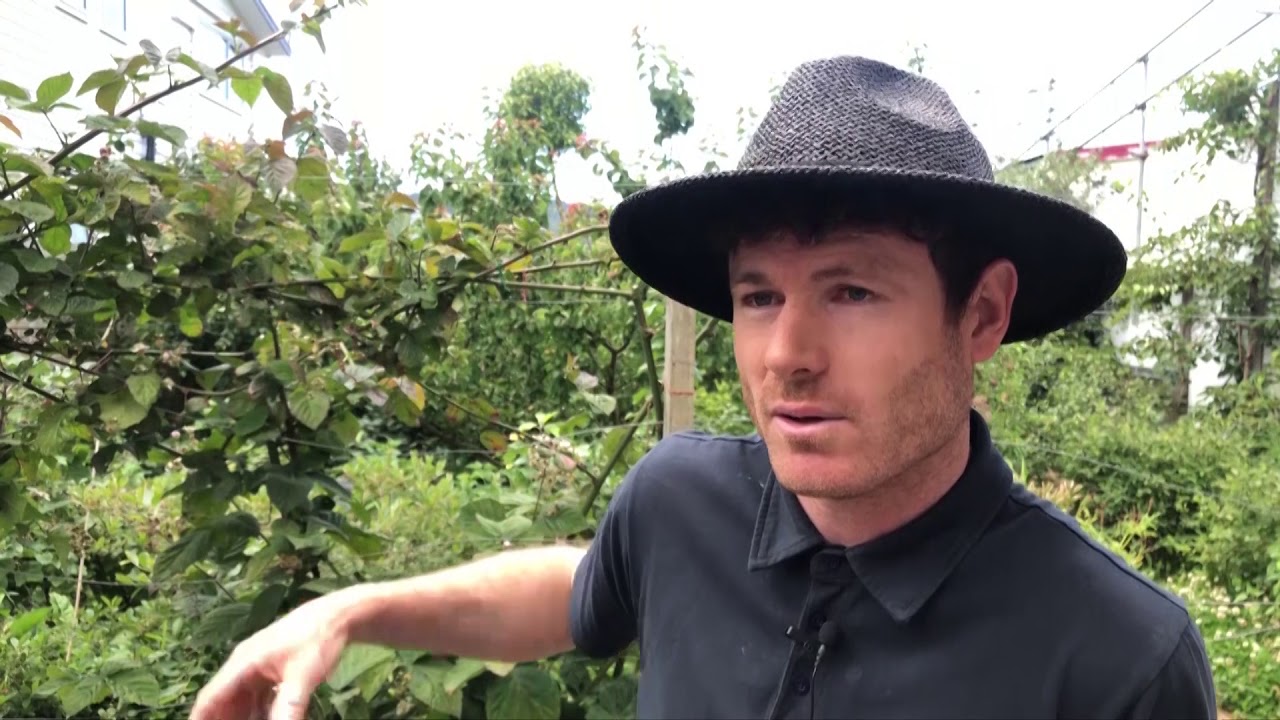 Dunedin city garden becomes orchard