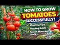 How to Grow Tomatoes Successfully | Full Guide to Planting, Pruning and Watering