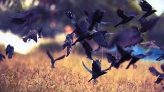Flight of the Crows - Original Piano Composition