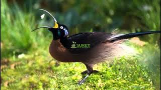 Suara Burung Cendrawasih  Paruh sabit cokelat brown sicklebill Epimachus meyeri MP3