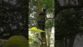 SOLO BUSCRAFT | MEMBUAT RUMAH POHON DI DALAM HUTAN